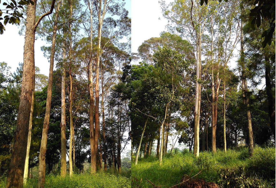 Keberadaan Pohon Eucalyptus di Kampus Jatinangor 