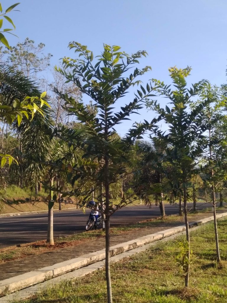 Pohon Damar  Agathis dammara Pohon Asli Indonesia 